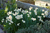 GRAVETYE MANOR  SUSSEX: BORDER BY WALL WITH NARCISSIS - DAFFODILS
