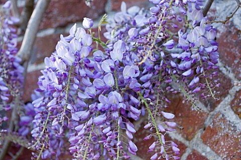 ARUNDEL_CASTLE_GARDENS__WEST_SUSSEX_THE_COLLECTOR_EARLS_GARDEN_WISTERIA_SINENSIS_ON_THE_WALL