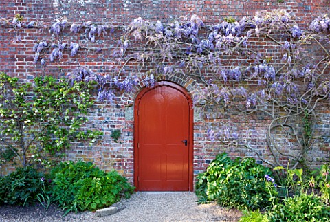 ARUNDEL_CASTLE_GARDENS__WEST_SUSSEX_THE_COLLECTOR_EARLS_GARDEN_WISTERIA_SINENSIS_ON_THE_WALL_WITH_RE