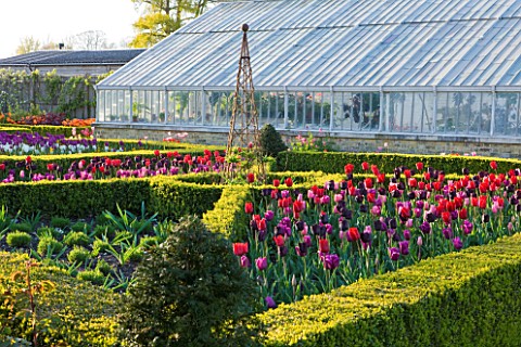 ARUNDEL_CASTLE_GARDENS__WEST_SUSSEX_THE_WALLED_GARDENS_THE_CUTTING_GARDEN_WITH_TULIPS_AND_VINEHOUSE_