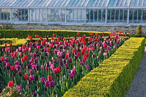 ARUNDEL_CASTLE_GARDENS__WEST_SUSSEX_THE_WALLED_GARDENS_THE_CUTTING_GARDEN_WITH_TULIPS