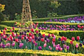 ARUNDEL CASTLE GARDENS, WEST SUSSEX: THE WALLED GARDENS: THE CUTTING GARDEN WITH MIXED TULIPS USING PASSIONALE, MISTRESS, PAUL SCHERER AND BASTOGNE.