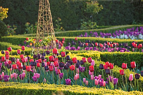 ARUNDEL_CASTLE_GARDENS_WEST_SUSSEX_THE_WALLED_GARDENS_THE_CUTTING_GARDEN_WITH_MIXED_TULIPS_USING_PAS