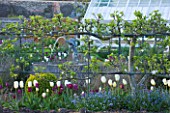 ARUNDEL CASTLE GARDENS, WEST SUSSEX: THE WALLED GARDENS;  THE ORGANIC KITCHEN GARDEN - ESPALIERED APPLES WITH NEGRITA AND FRANCOISE TULIPS