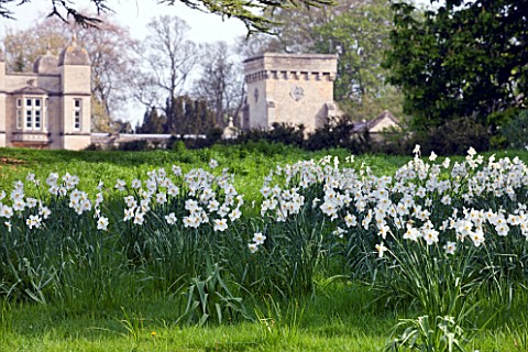 EASTON_WALLED_GARDEN__LINCOLNSHIRE_DRIFTS_OF_NARCISSI_ACTAEA__NARCISSI_POETICUS_RECURVUS_PHEASANTS_E