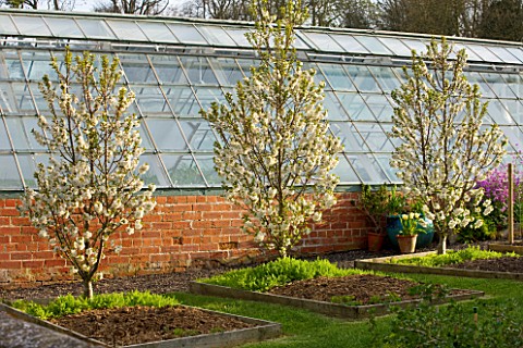 EASTON_WALLED_GARDEN__LINCOLNSHIRE_TREES_IN_SPRING_BLOSSOM_IN_THE_PICKERY_IN_RAISED_BEDS_BESIDE_GREE
