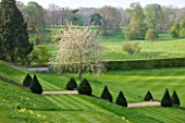 EASTON WALLED GARDEN  LINCOLNSHIRE: VIEW OF TIERED GARDEN AND PARK IN APRIL WITH TREE IN FULL SPRING BLOSSOM. CLIPPED YEW TOPIARY  NATURALISED COWSLIPS AND STRIPED LAWNS. FORMAL.