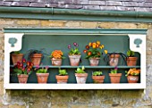 EASTON WALLED GARDEN  LINCOLNSHIRE: PAINTED DUCK-EGG BLUE & WHITE SHELF WITH AURICULA THEATRE ON STONE WALL. SPRING. FLOWERS. TERRACOTTA POTS  CONTAINERS.ART FEATURE ORNAMENTAL