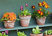 EASTON WALLED GARDEN  LINCOLNSHIRE: DETAIL OF PAINTED DUCK-EGG BLUE SHELF WITH AURICULA THEATRE - AURICULAS IN TERRACOTTA POTS. SPRING. FLOWERS.