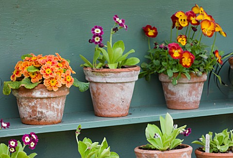 EASTON_WALLED_GARDEN__LINCOLNSHIRE_DETAIL_OF_PAINTED_DUCKEGG_BLUE_SHELF_WITH_AURICULA_THEATRE__AURIC