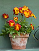 EASTON WALLED GARDEN  LINCOLNSHIRE: DETAIL OF RED AND YELLOW AURICULA IN TERRACOTTA POT ON BLUE PAINTED SHELF IN AURICULA THEATRE. SPRING. FLOWERS