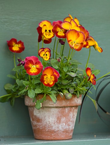 EASTON_WALLED_GARDEN__LINCOLNSHIRE_DETAIL_OF_RED_AND_YELLOW_AURICULA_IN_TERRACOTTA_POT_ON_BLUE_PAINT