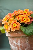 EASTON WALLED GARDEN  LINCOLNSHIRE: DETAIL OF ORANGE AURICULA IN TERRACOTTA POT AGAINST BLUE PAINTED SHELF. SPRING. FLOWERS. PEACH  APRICOT.