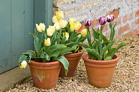 EASTON_WALLED_GARDEN__LINCOLNSHIRE_LEMON_AND_BLUEBERRY_RIPPLE_TULIPS_IN_TERRACOTTA_CONTAINERS_AT_FOO