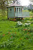 EASTON WALLED GARDEN  LINCOLNSHIRE: BEATIFUL PAINTED WOODEN SUMMERHOUSE WITH DRIFTS OF NARCISSUS POETICUS RECURVUS AND NATURALISED RED TULIPS. SPRING. DAFFODILS  FLOWERS