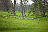 EASTON WALLED GARDEN  LINCOLNSHIRE: SHEEP AND SPRING LAMBS GRAZING IN THE PARK WITH PINE TREES. SPRING  LANDSCAPE  FARM ANIMALS  LIVESTOCK.