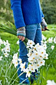 EASTON WALLED GARDEN  LINCOLNSHIRE: URSULA CHOLMELY IN THE MEADOW HOLDING A BUNCH OF NARCISSUS POETICUS RECURVUS - DAFFODILS  WHITE FLOWERS. SPRING.