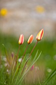 EASTON WALLED GARDEN  LINCOLNSHIRE: TULIP CLUSIANA PEPPERMINT STICK GROWING IN THE MEADOW  NATURALISED  BULBS  FLOWERS  BI-COLOUR  DELICATE  SPRING.