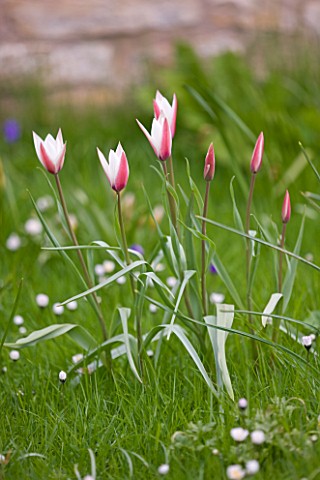 EASTON_WALLED_GARDEN__LINCOLNSHIRE_NATURALISED_DWARF_TULIPS_GROWING_IN_THE_MEADOW_TULIPA_CLUSIANA_PE