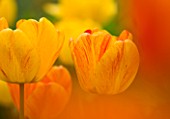 EASTON WALLED GARDEN  LINCOLNSHIRE: GRAPHIC CLOSE-UP OF YELLOW AND ORANGE TULIPS. SPRING  BULB  ABSTRACT  FLOWERS  BI-COLOUR