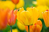 EASTON WALLED GARDEN  LINCOLNSHIRE: CLOSE UP OF YELLOW AND ORANGE TULIPS. FLOWERS  BULB  SPRING  PLANT PORTRAIT
