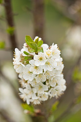 EASTON_WALLED_GARDEN__LINCOLNSHIRE_CLOSEUP_OF_WHITE_PRUNUS_FLOWERS_SPRING__DELICATE__BLOSSOM