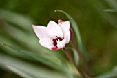 EASTON WALLED GARDEN  LINCOLNSHIRE: SINGLE FLOWER OF TULIPA CLUSIANA PEPPERMINT STICK. DELICATE  WHITE AND PINK  TULIP  SPRING  BULB