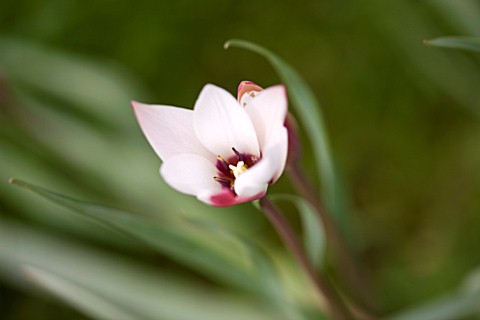 EASTON_WALLED_GARDEN__LINCOLNSHIRE_SINGLE_FLOWER_OF_TULIPA_CLUSIANA_PEPPERMINT_STICK_DELICATE__WHITE