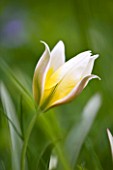 EASTON WALLED GARDEN  LINCOLNSHIRE: SINGLE FLOWER OF TULIPA TARDA. PLANT PORTRAIT  CLOSE-UP  PALE YELLOW AND WHITE  DELICATE  FRAGILE  SPRING  BULB