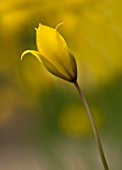 EASTON WALLED GARDEN  LINCOLNSHIRE: SINGLE FLOWER OF TULIPA TARDA. PLANT PORTRAIT  CLOSE-UP  PALE YELLOW AND WHITE  DELICATE  FRAGILE  SPRING  BULB