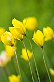 EASTON WALLED GARDEN  LINCOLNSHIRE: TULIPA TARDA GROWING IN THE MEADOW. YELLOW FLOWERS  SPRING  BULB  DELICATE  TULIP