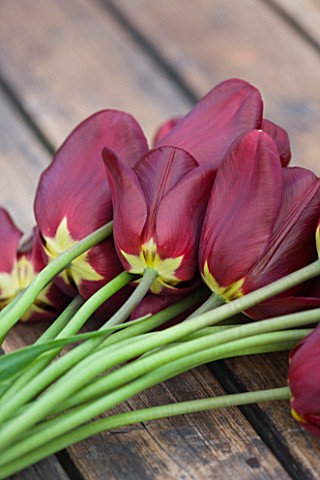 EASTON_WALLED_GARDEN__LINCOLNSHIRE_FRESHLY_PICKED_TULIPS_JAN_REUS_ON_WOODEN_BENCH_CUT_FLOWERS__DECOR
