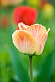 EASTON WALLED GARDEN  LINCOLNSHIRE: DETAIL OF SINGLE PEACH TULIP FLOWER. FRINGED  BULB  SPRING  APRICOT  PLANT PORTRAIT  CLOSE-UP
