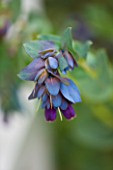 EASTON WALLED GARDEN  LINCOLNSHIRE: CLOSE UP OF BLUE FLOWER OF CERINTHE MAJOR PURPURASCENS. SPRING. PLANT PORTRAIT. ANNUAL