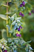 EASTON WALLED GARDEN  LINCOLNSHIRE: PURPLE FLOWERS AND GREY/GREEN FOLIAGE OF CERINTHE MAJOR PURPURASCENS. CLOSE-UP  PLANT PORTRAIT  SPRING  ANNUAL.