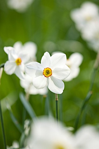 EASTON_WALLED_GARDEN__LINCOLNSHIRE_CLOSE_UP_OF_NARCISSUS_POETICUS_RECURVUS_PHEASANTS_EYE_NARCISSUS__