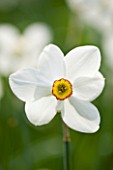 EASTON WALLED GARDEN  LINCOLNSHIRE: CLOSE UP OF NARCISSUS POETICUS RECURVUS (PHEASANTS EYE NARCISSUS)  WHITE  PURE  DELICATE  PLANT PORTRAIT  DAFFODIL  SPRING  BULB