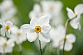EASTON WALLED GARDEN  LINCOLNSHIRE: CLOSE UP OF NARCISSUS POETICUS RECURVUS (PHEASANTS EYE NARCISSUS)  WHITE  PURE  DELICATE  PLANT PORTRAIT  DAFFODIL  SPRING  BULB