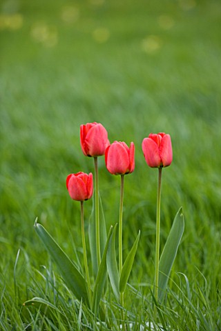 EASTON_WALLED_GARDEN__LINCOLNSHIRE_RED_TULIPS_NATURALISED_IN_THE_MEADOW_PLANT_PORTRAIT__BULB__SPRING