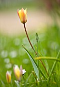 EASTON WALLED GARDEN  LINCOLNSHIRE: NATURALISED DWARF TULIP GROWING IN THE MEADOW. DELICATE  FRAGILE  BEAUTIFUL  SPRING  BULB  LEMON & APRICOT  PEACH.
