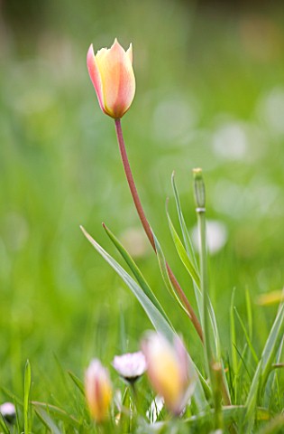 EASTON_WALLED_GARDEN__LINCOLNSHIRE_NATURALISED_DWARF_TULIP_GROWING_IN_THE_MEADOW_DELICATE__FRAGILE__