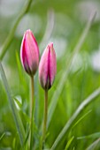 EASTON WALLED GARDEN  LINCOLNSHIRE: CLOSE-UP OF PINK TULIP GROWING IN THE MEADOW  DELICATE  FLOWER  BULB  SPRING
