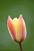 EASTON WALLED GARDEN  LINCOLNSHIRE: CLOSE UP OF TULIP GROWING IN THE MEADOW  PALE PEACH & LEMON  FLOWER  PLANT PORTRAIT  DELICATE  BULB  SPRING.