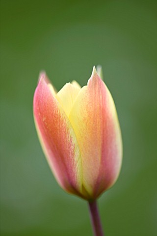EASTON_WALLED_GARDEN__LINCOLNSHIRE_CLOSE_UP_OF_TULIP_GROWING_IN_THE_MEADOW__PALE_PEACH__LEMON__FLOWE