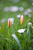 EASTON WALLED GARDEN  LINCOLNSHIRE: NATURALISED DWARF TULIP GROWING IN THE MEADOW. DELICATE  PALE PINK/PEACH  FRAGILE  BEAUTIFUL  SPRING  BULB