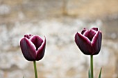 EASTON WALLED GARDEN  LINCOLNSHIRE: CLOSE-UP OF BURGUNDY AND WHITE TULIPA JACKPOT. FLOWER  SPRING  BULB  PURPLE/MAUVE. TULIP. PLANT PORTRAIT