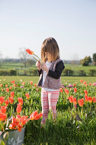 FARRINGTONS_FARM__SOMERSET_CHILD_SHORT_PICKING_THE_TEMPTING_BLOOMS_OF_TULIPA_ORANGE_EMPEROR__WHICH_I