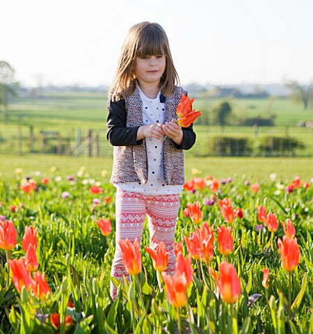 FARRINGTONS_FARM__SOMERSET_CHILD_SHORT_PICKING_THE_TEMPTING_BLOOMS_OF_TULIPA_ORANGE_EMPEROR__WHICH_I