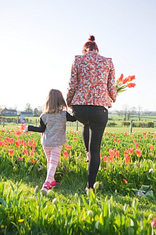 FARRINGTONS_FARM__SOMERSET_MOTHER_AND_DAUGHTER_PICKING_BUNCHES_OF_TULIPA_ORANGE_EMPEROR