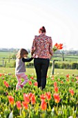 FARRINGTONS FARM  SOMERSET: MOTHER AND DAUGHTER PICKING BUNCHES OF TULIPA ORANGE EMPEROR